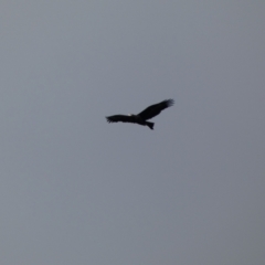 Aquila audax (Wedge-tailed Eagle) at QPRC LGA - 22 Jul 2022 by Steve_Bok