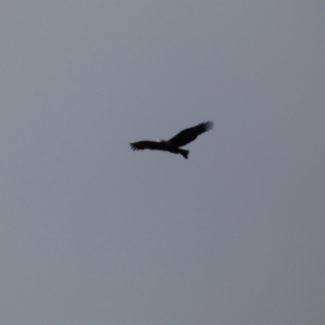 Aquila audax at Yarrow, NSW - 22 Jul 2022 11:52 AM