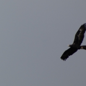 Aquila audax at Yarrow, NSW - 22 Jul 2022 11:52 AM