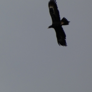 Aquila audax at Yarrow, NSW - 22 Jul 2022 11:52 AM