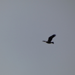 Aquila audax at Yarrow, NSW - 22 Jul 2022 11:52 AM