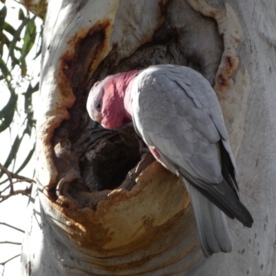 Eolophus roseicapilla (Galah) at Yarrow, NSW - 22 Jul 2022 by SteveBorkowskis