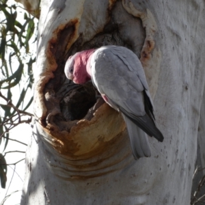 Eolophus roseicapilla at Yarrow, NSW - 22 Jul 2022