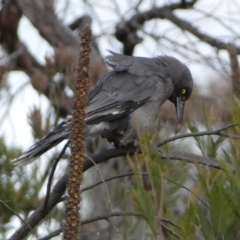 Strepera versicolor (Grey Currawong) at Yarrow, NSW - 22 Jul 2022 by Steve_Bok