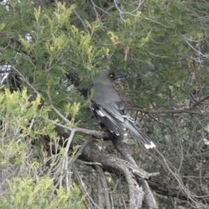 Strepera versicolor at Yarrow, NSW - 22 Jul 2022