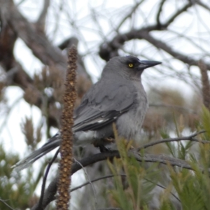 Strepera versicolor at Yarrow, NSW - 22 Jul 2022