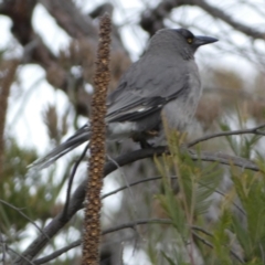 Strepera versicolor at Yarrow, NSW - 22 Jul 2022