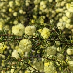 Acacia ulicifolia (Prickly Moses) at Albury - 21 Jul 2022 by Darcy