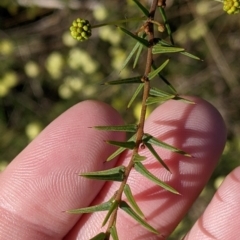 Acacia ulicifolia at Thurgoona, NSW - 21 Jul 2022 02:35 PM