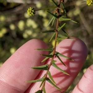 Acacia ulicifolia at Thurgoona, NSW - 21 Jul 2022 02:35 PM