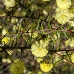 Acacia ulicifolia at Thurgoona, NSW - 21 Jul 2022 02:35 PM