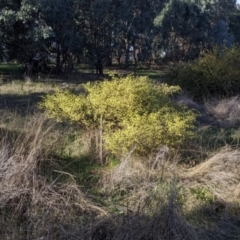 Acacia ulicifolia at Thurgoona, NSW - 21 Jul 2022 02:35 PM