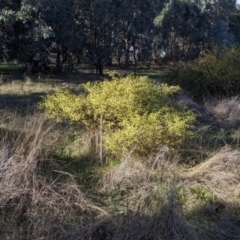 Acacia ulicifolia at Thurgoona, NSW - 21 Jul 2022