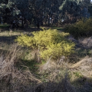 Acacia ulicifolia at Thurgoona, NSW - 21 Jul 2022