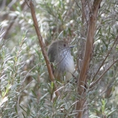 Acanthiza pusilla (Brown Thornbill) at Yarrow, NSW - 22 Jul 2022 by Steve_Bok