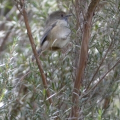 Acanthiza pusilla at Yarrow, NSW - 22 Jul 2022 12:25 PM