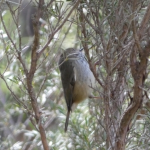 Acanthiza pusilla at Yarrow, NSW - 22 Jul 2022 12:25 PM