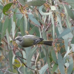 Melithreptus brevirostris (Brown-headed Honeyeater) at Googong Foreshore - 22 Jul 2022 by Steve_Bok