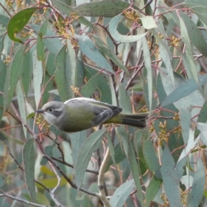 Melithreptus brevirostris at Yarrow, NSW - 22 Jul 2022