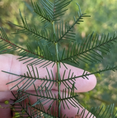 Acacia deanei subsp. deanei (Deane's Wattle) at Albury - 21 Jul 2022 by Darcy