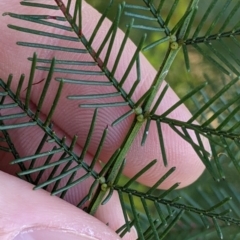 Acacia deanei subsp. deanei at Thurgoona, NSW - 21 Jul 2022