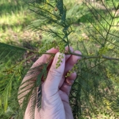 Acacia deanei subsp. deanei at Thurgoona, NSW - 21 Jul 2022 02:39 PM