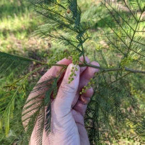 Acacia deanei subsp. deanei at Thurgoona, NSW - 21 Jul 2022