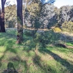 Acacia deanei subsp. deanei at Thurgoona, NSW - 21 Jul 2022