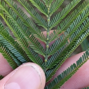 Acacia mearnsii at Thurgoona, NSW - 21 Jul 2022