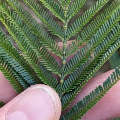 Acacia mearnsii (Black Wattle) at Corry's Wood - 21 Jul 2022 by Darcy