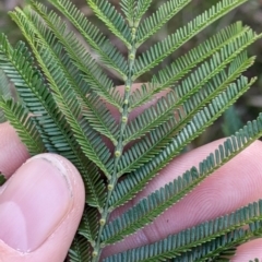 Acacia mearnsii at Thurgoona, NSW - 21 Jul 2022 02:41 PM