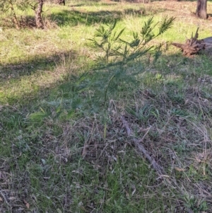 Acacia mearnsii at Thurgoona, NSW - 21 Jul 2022