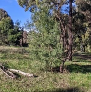 Acacia mearnsii at Thurgoona, NSW - 21 Jul 2022 02:41 PM