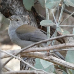 Colluricincla harmonica (Grey Shrikethrush) at Yarrow, NSW - 22 Jul 2022 by SteveBorkowskis