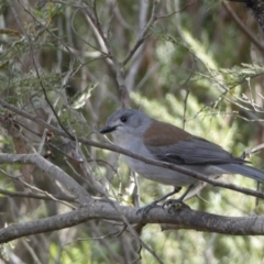 Colluricincla harmonica at Yarrow, NSW - 22 Jul 2022