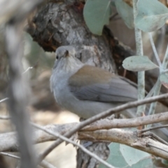 Colluricincla harmonica at Yarrow, NSW - 22 Jul 2022