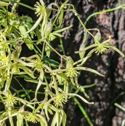 Clematis leptophylla (Small-leaf Clematis, Old Man's Beard) at Corry's Wood - 21 Jul 2022 by Darcy