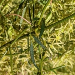 Clematis leptophylla at Thurgoona, NSW - 21 Jul 2022 02:43 PM