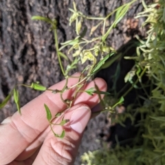 Clematis leptophylla at Thurgoona, NSW - 21 Jul 2022 02:43 PM