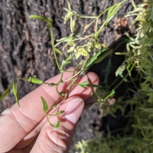 Clematis leptophylla at Thurgoona, NSW - 21 Jul 2022 02:43 PM