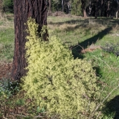 Clematis leptophylla at Thurgoona, NSW - 21 Jul 2022 02:43 PM