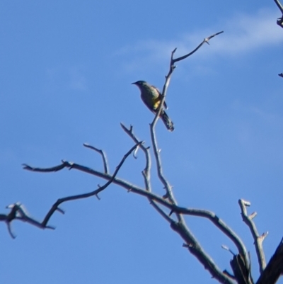 Anthochaera carunculata (Red Wattlebird) at Albury - 21 Jul 2022 by Darcy