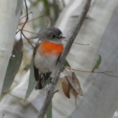 Petroica boodang (Scarlet Robin) at Googong Foreshore - 22 Jul 2022 by Steve_Bok