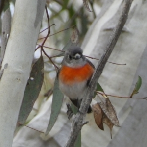 Petroica boodang at Yarrow, NSW - 22 Jul 2022 03:50 PM