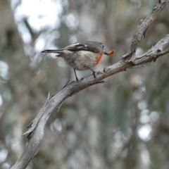 Petroica boodang at Yarrow, NSW - 22 Jul 2022