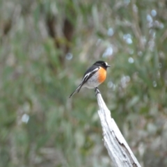 Petroica boodang at Yarrow, NSW - 22 Jul 2022