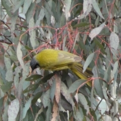 Nesoptilotis leucotis (White-eared Honeyeater) at Googong Foreshore - 22 Jul 2022 by Steve_Bok