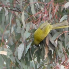 Nesoptilotis leucotis at Yarrow, NSW - 22 Jul 2022