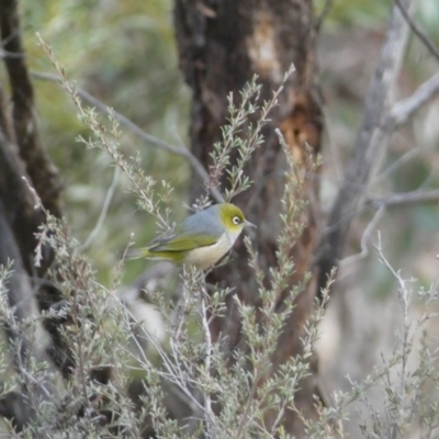 Zosterops lateralis (Silvereye) at Yarrow, NSW - 22 Jul 2022 by Steve_Bok