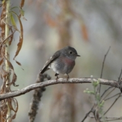 Petroica rosea (Rose Robin) at Googong Foreshore - 22 Jul 2022 by Steve_Bok